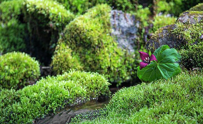 Mossy Spring Trillium by Chris Whiton Mossy Spring Trillium by Chris Whiton