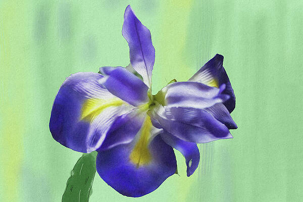 Mote Iris by Gene Norris Mote Iris by Gene Norris