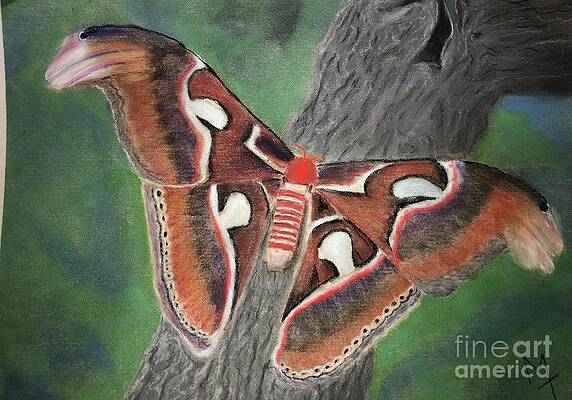 Moth by Michelle Treanor