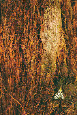 Moth on Bark by Wim Lanclus Moth on Bark by Wim Lanclus