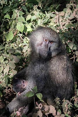 Wall Art featuring the photograph Mother And Baby Baboon by Mary Lee Dereske