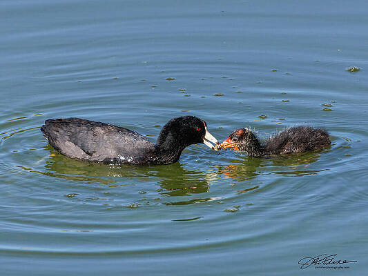 Wall Art - Photograph - Mother and Baby Coot by Joe Fisher