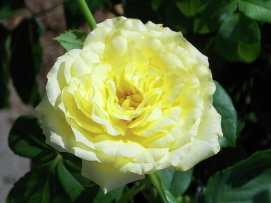 Mothers Day Yellow Rose by Matthew Seufer Mothers Day Yellow Rose by Matthew Seufer
