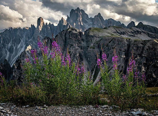 Wall Art - Photograph - Mountain Flowers by Andrew Matwijec