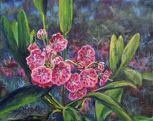 Mountain Laurel on Tumbledown Mountain by Joy Nichols Mountain Laurel on Tumbledown Mountain by Joy Nichols