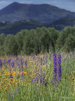 Mountain Meadow Blooms by Aaron Burrows Mountain Meadow Blooms by Aaron Burrows