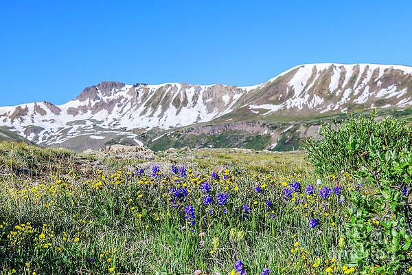 Wall Art - Photograph - Mountain Wildflowers by Shirley Dutchkowski
