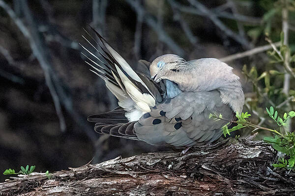 Mourning Dove 4331-042021-2 by Tam Ryan Mourning Dove 4331-042021-2 by Tam Ryan