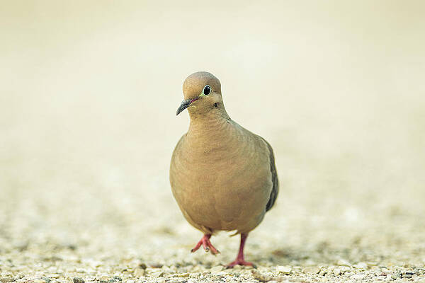 Mourning Dove by Abhi Muduganti