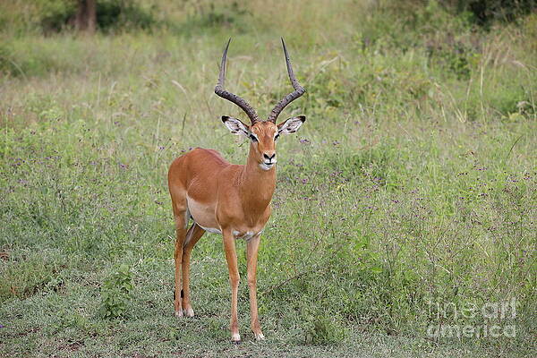 Mr. Majestic II by Stephen Schwiesow Mr. Majestic II by Stephen Schwiesow