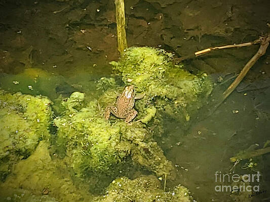 Wall Art - Photograph - Mr. Toad by Cindy's Creative Corner