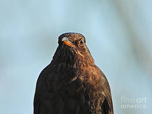 Mrs Blackbird by Andy Thompson Mrs Blackbird by Andy Thompson