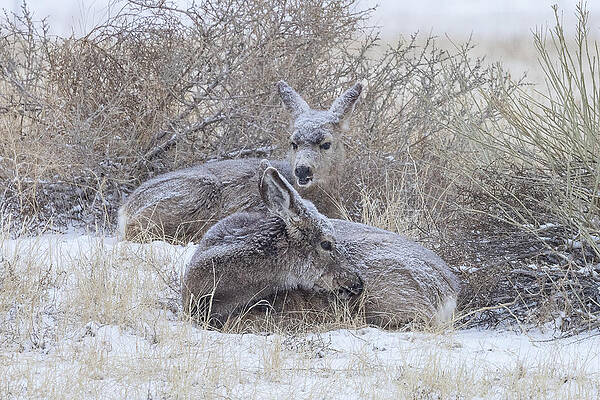 Mule Deer Does Hunker Down in Winter by Tony Hake Mule Deer Does Hunker Down in Winter by Tony Hake
