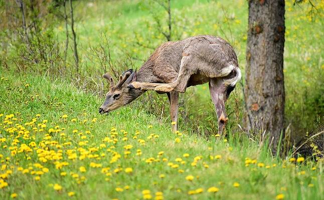 Mule Deer Scratching by Marta Kazmierska Mule Deer Scratching by Marta Kazmierska