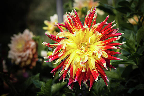 Flower Photograph - Multi-colored Dahlia by Craig A Walker