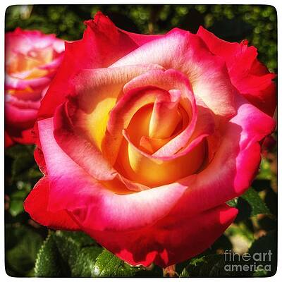 Wall Art - Photograph - Multi Rose 1 by Wendy Golden