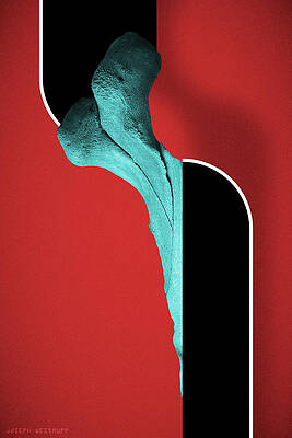 Elephant Bones Art Fine Art America