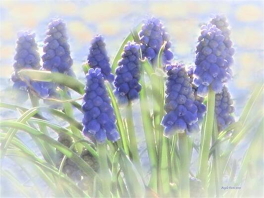 Muscari in the Meadow by Angela Davies Muscari in the Meadow by Angela Davies