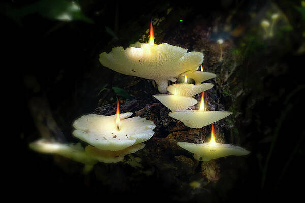 Black Abstract Mushroom – Glow City Candles LLC