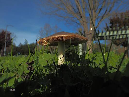 Mushroom Green Grass by Richard Thomas Mushroom Green Grass by Richard Thomas