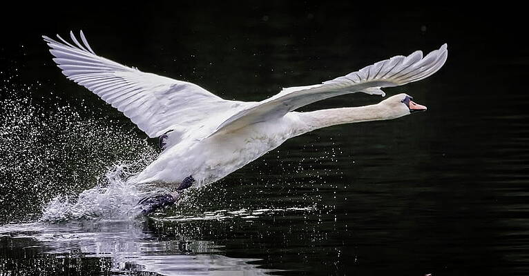Mute swan bird, cygnus olor, taking off by Elenarts - Elena Duvernay photo Mute swan bird, cygnus olor, taking off by Elenarts - Elena Duvernay photo