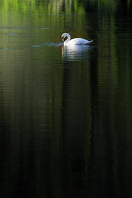 Wall Art - Photograph - Mute Swan on a still lake with reflections of reeds and trees by Anita Nicholson