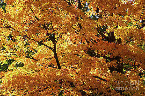 My Autumn Sunshine by Rachel Cohen My Autumn Sunshine by Rachel Cohen