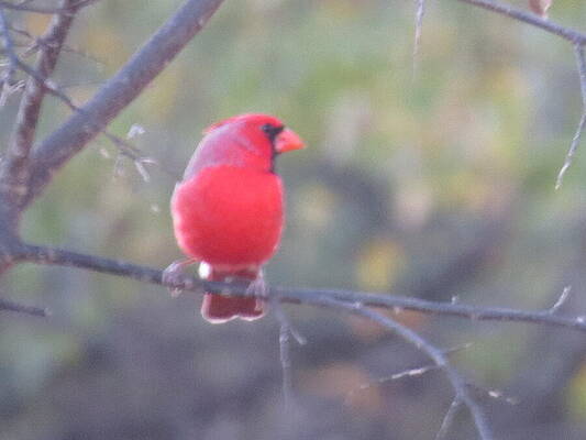 Wall Art - Photograph - my Cardinal neighbor... by Virginia White