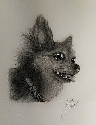 My Dog Pencil Drawing by Johannes Sigurdarson My Dog Pencil Drawing by Johannes Sigurdarson