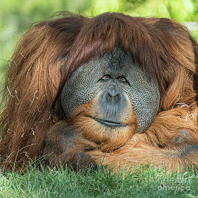 My Friendly Look by David Levin My Friendly Look by David Levin