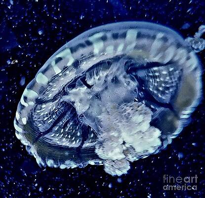 Vibrant Wall Art featuring the photograph Mystic Jelly by Angela J Murray