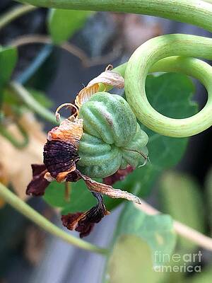 Nasturtium Seed by Ann E Robson Nasturtium Seed by Ann E Robson