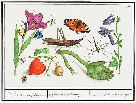 Natural History Ensemble, no. 17 by Anselmus Boetius de Boodt Natural History Ensemble, no. 17 by Anselmus Boetius de Boodt