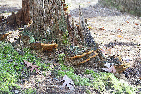 Natural Sculpture 1 by Aicy Karbstein Natural Sculpture 1 by Aicy Karbstein