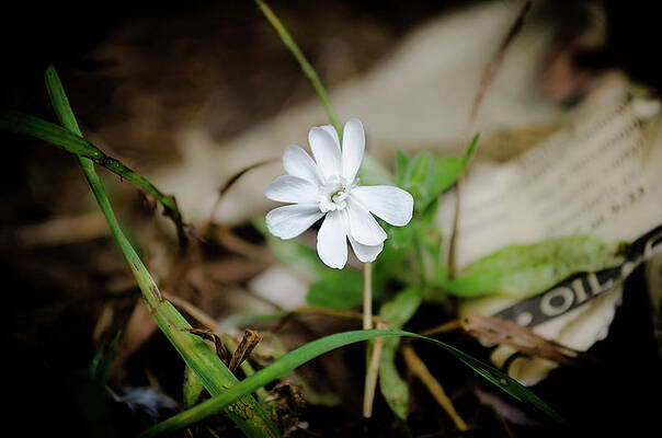 Flower Photos Wall for Sale by Sinari Diliiza