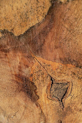 Nature's Abstracts 1 by Teresa Wilson Nature's Abstracts 1 by Teresa Wilson