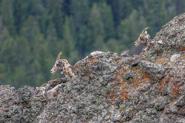 Natures Camouflage by Michael DeGrenier Natures Camouflage by Michael DeGrenier