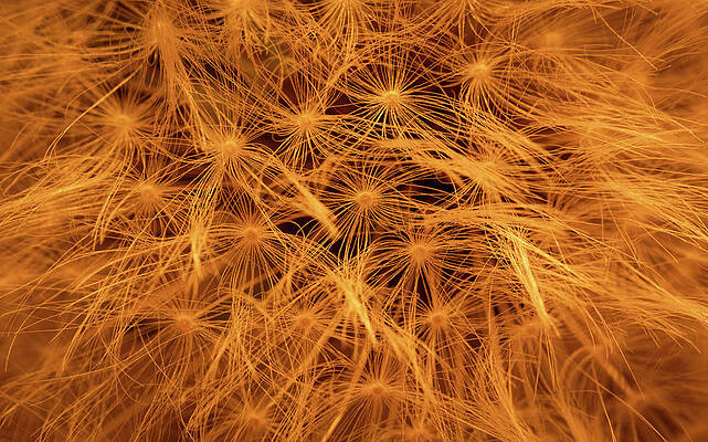 Nature's Fireworks by Kevin Schwalbe Nature's Fireworks by Kevin Schwalbe