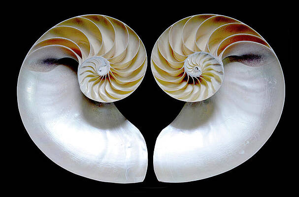 Nautilus Shell Halves - curve up by Paul W Faust - Impressions of Light Nautilus Shell Halves - curve up by Paul W Faust - Impressions of Light