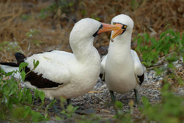 Wall Art - Photograph - Nazca Boobies Courting Behavior by Nancy Gleason