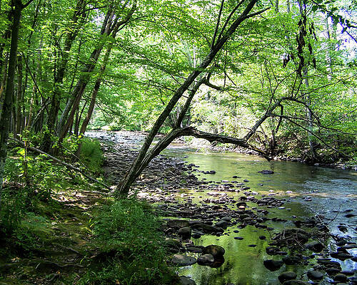 Wall Art - Photograph - NC creek 22 by Flees Photos