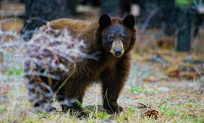 Wall Art - Photograph - Neighborhood Bear Stand Your Ground by Bonnie Colgan