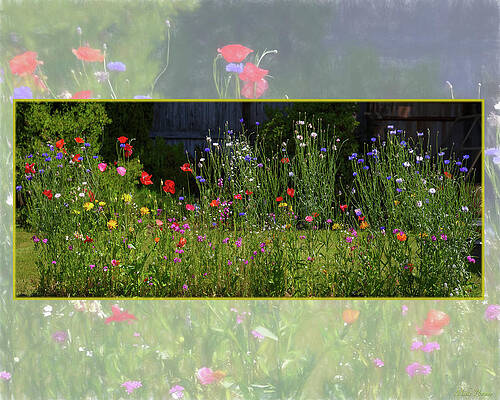 Neighbor's garden by Mike Penney Neighbor's garden by Mike Penney