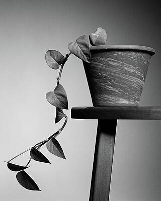 Neon Pothos by Stephen Russell Shilling Neon Pothos by Stephen Russell Shilling
