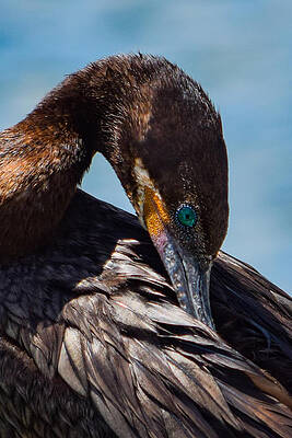 Wall Art - Photograph - Neotropic Cormorant Preening by Bonny Puckett