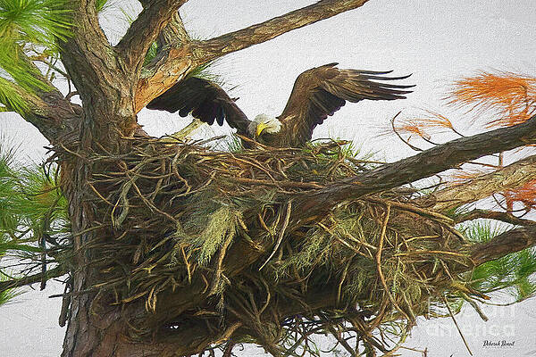 Nesting Eagle of 2024 by Deborah Benoit Nesting Eagle of 2024 by Deborah Benoit