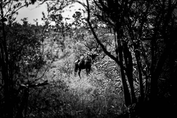 NetB vintage  Ikolosi le tenebreux by Damien VISCONTE