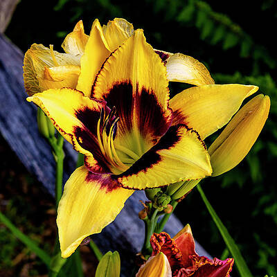 Wall Art - Photograph - New and Old Daylillies by Denise Harty