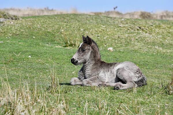 Baby Grey by Deborah Heynes Baby Grey by Deborah Heynes