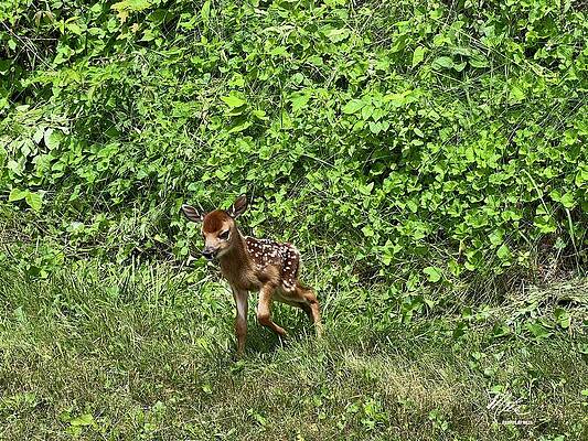 Wall Art - Photograph - New Born Baby deer by Meta Gatschenberger